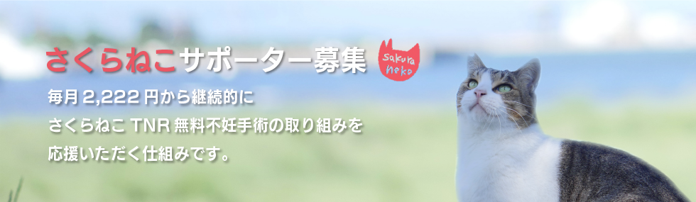 緊急 殺処分ゼロへの資金が不足しています どうぶつ基金