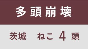 13_茨城県日立市多頭飼育救済支援レポート(行政枠）