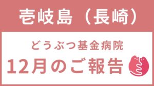 壱岐島プロジェクト「イキイキさくらねこTNR」12月ご報告！